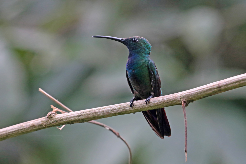 Green-breasted Mango